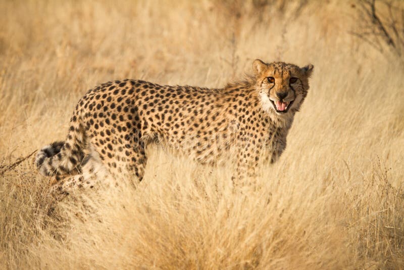 Wild cheetah portrait, Etosha, Namibia