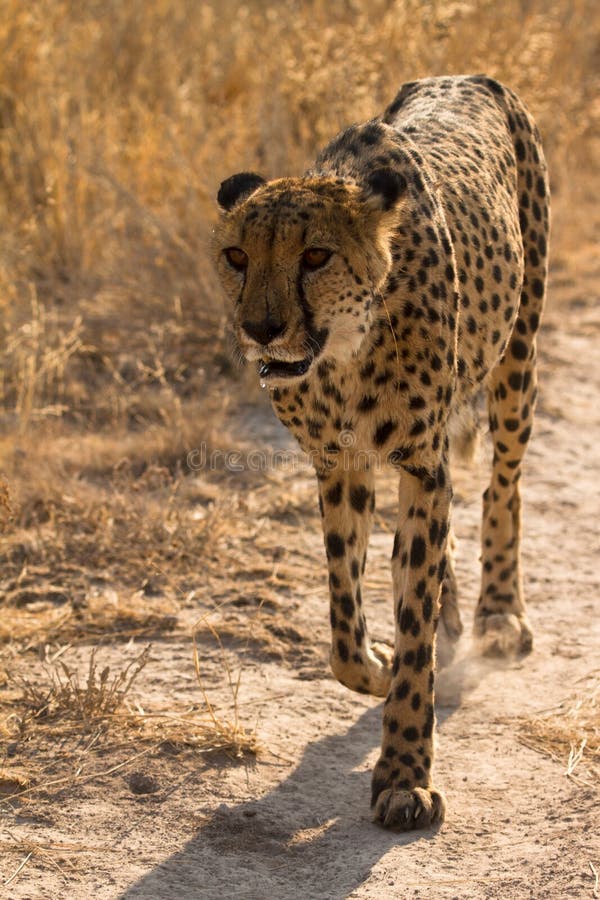 Cheetah