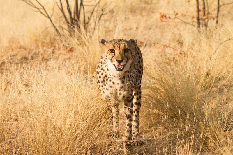 Cheetah portrait, safari Etosha, Namibia Africa