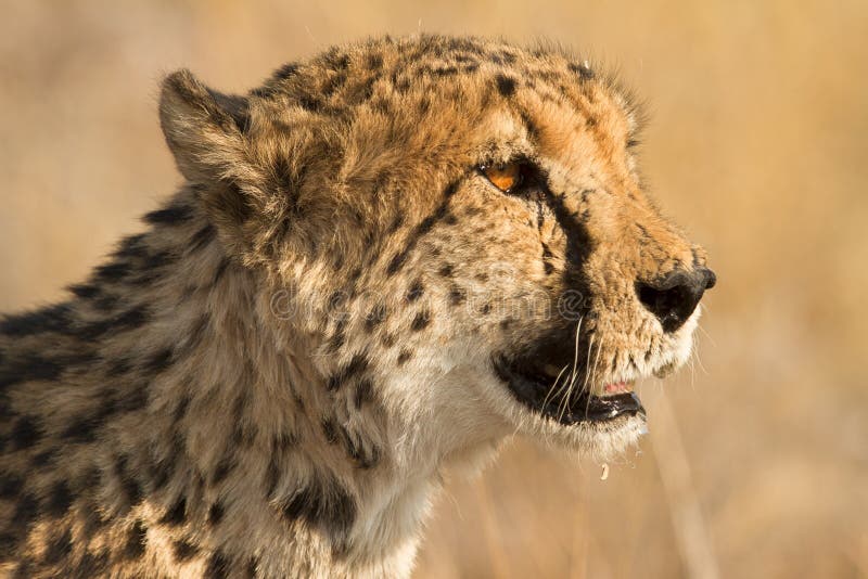 Cheetah