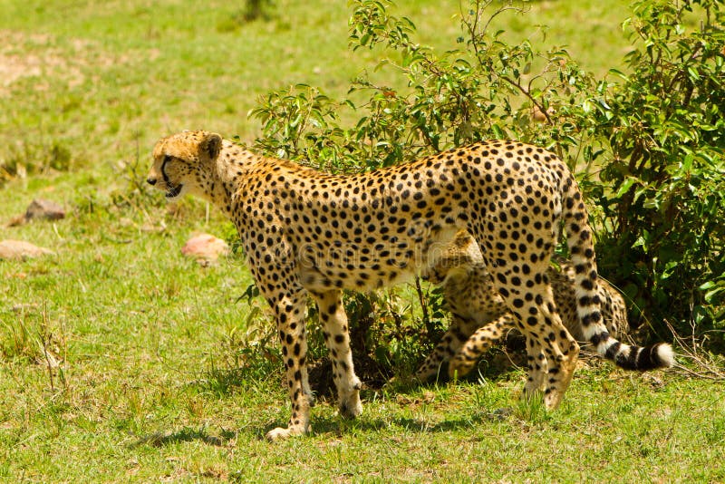 A cheetah stock image. Image of carnivore, mammal, cheetah - 22900279 A cheetah stock image. Image of carnivore, mammal, cheetah - 22900279