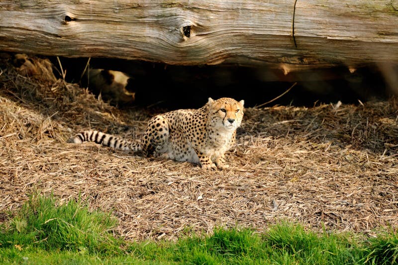 Cheetah arkivfoton Cheetah arkivfoton