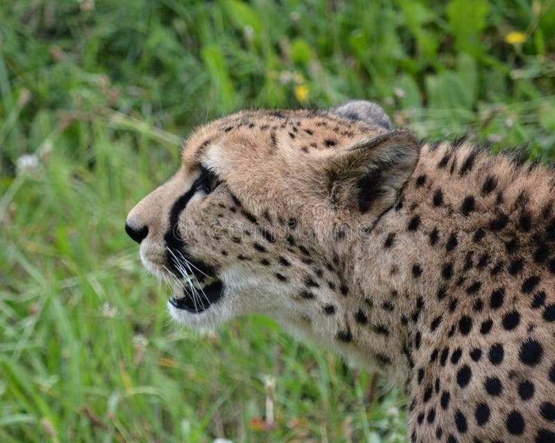 Cheetah.