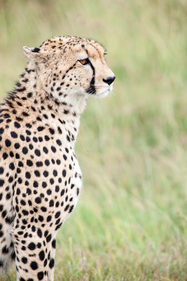 Download Cheetah image stock. Image du masais, chasseur, mara - 45354907