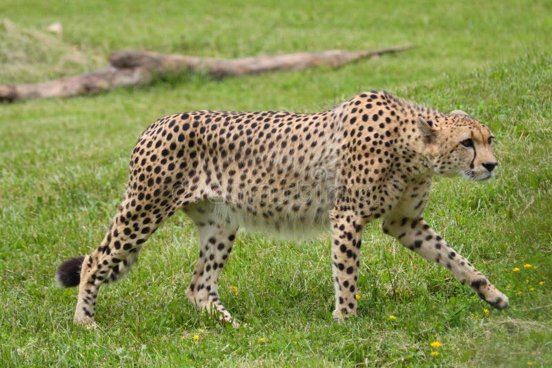 Cheetah stock image. Image of nature, beast, wildlife - 3905155