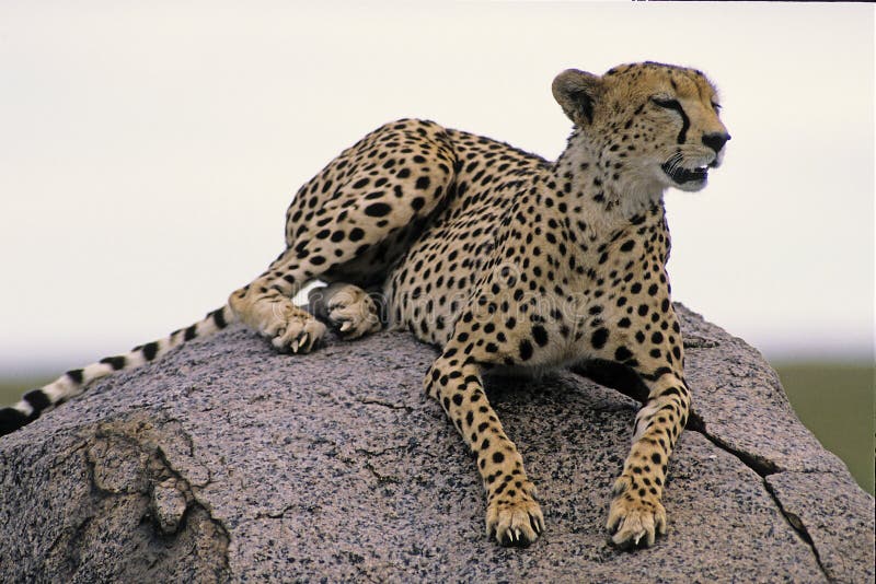 Cheetah stock photography