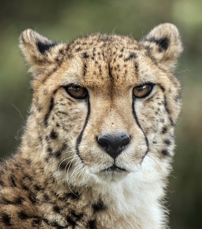 cheetah stockfotos cheetah stockfotos