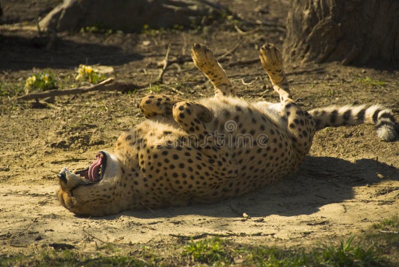 220 Funny Cheetah Cat Stock Photos - Free & Royalty-Free Stock Photos ...