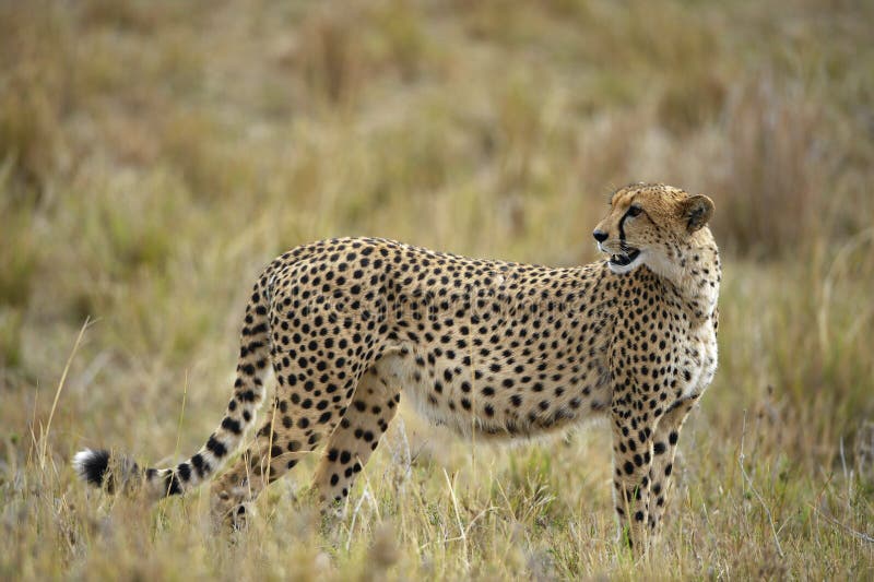The cheetah (Acinonyx jubatus) stock images