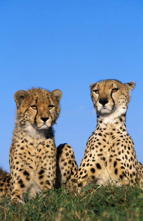 Cheetah Laying Down Front View Stock Photos - Free & Royalty-Free Stock ...