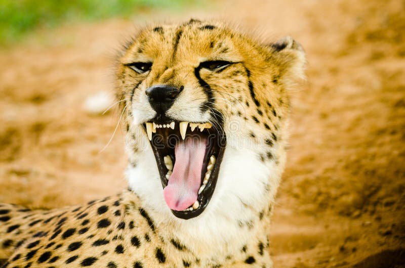 Cheetah Roaring