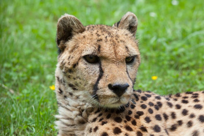 Asian Cheetah stock photo. Image of large, fastest, cheetah - 8202728