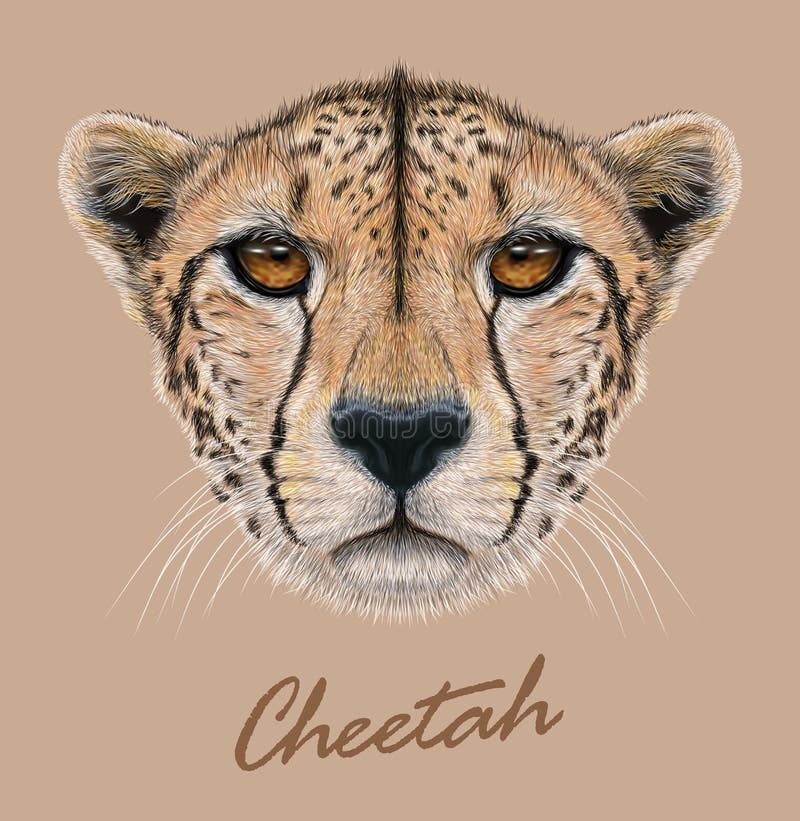 Cheetah animal cute face. Vector African wild fast cat head portrait. Realistic fur portrait of cheetah isolated on vector illustration
