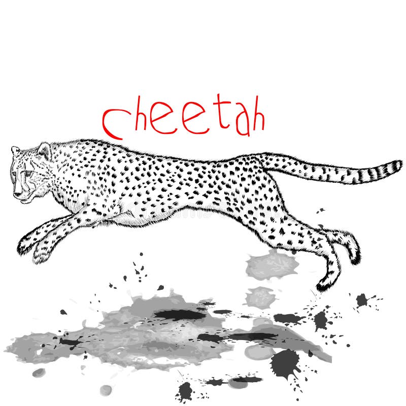Cheetah logo. Nature speed brand icon. Fastest land animal symbol. Running  wild cat silhouette emblem. Vector illustration. Stock Vector