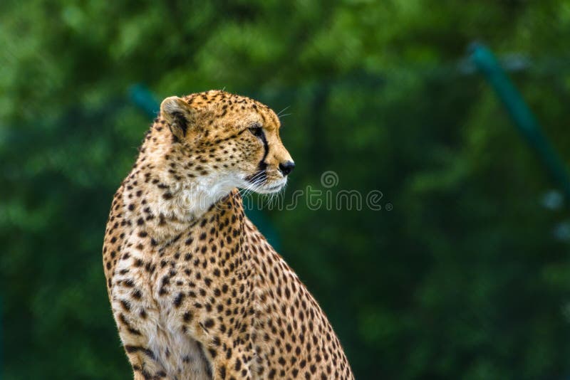 Cheetah Animal Wildlife Reservation Natural Life Nature Stock Photo - Image  of funny, dachshund: 161120688
