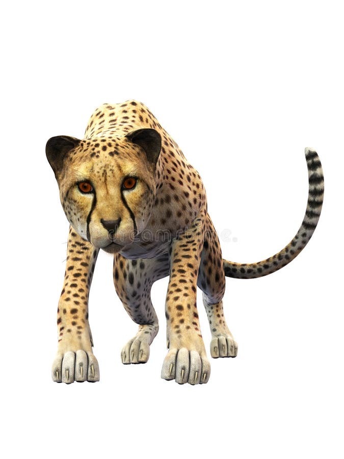 5,500+ Cheetah Print Stock Illustrations, Royalty-Free Vector Graphics &  Clip Art - iStock