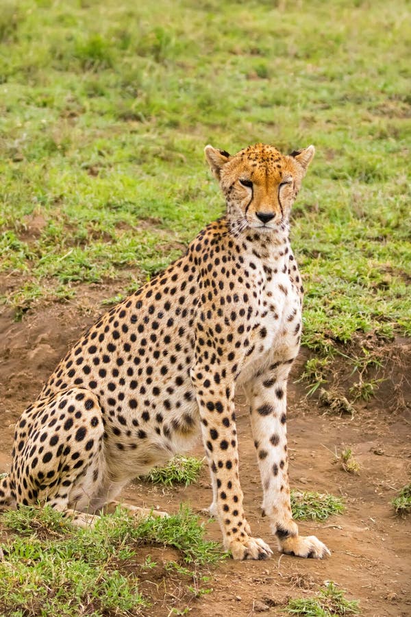Cheetah with Black Tear Line, Fastest Land Animal with Spotty Markings at  Serengeti National Park in Tanzania, Africa Stock Photo - Image of fastest,  marking: 134668958