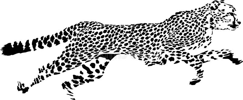 Vector Silhouette Of Cheetah On White Background. Royalty Free SVG,  Cliparts, Vectors, and Stock Illustration. Image 78794687.