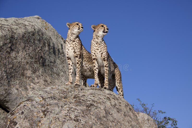 Cheetah couple stock photo. Image of danger, care, running - 16152374