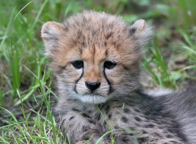 Cheetah cub 02