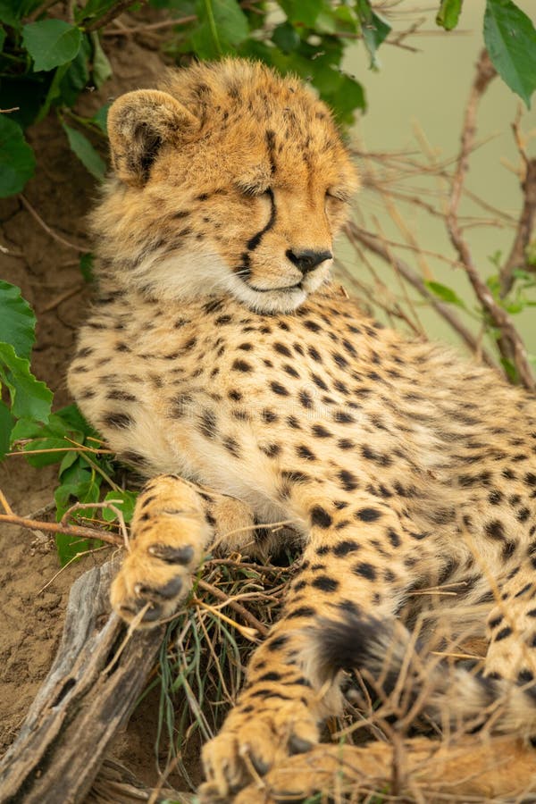 Cheetah Cub Lies Asleep on Termite Mound Stock Image Image of safari