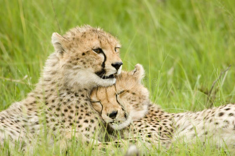 Cheetah cubs