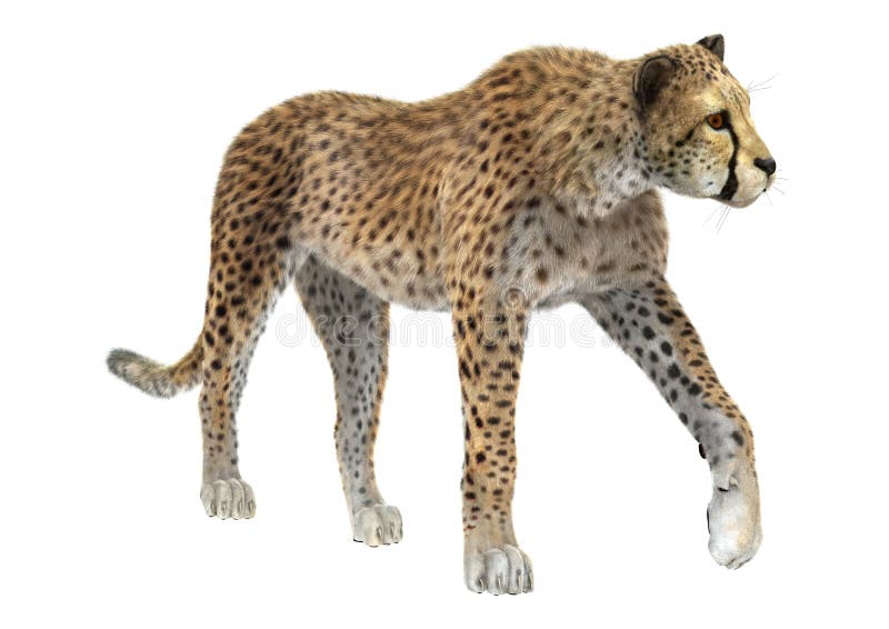 Cheetah stock image. Image of hunt, fauna, creature, jumping - 51789939