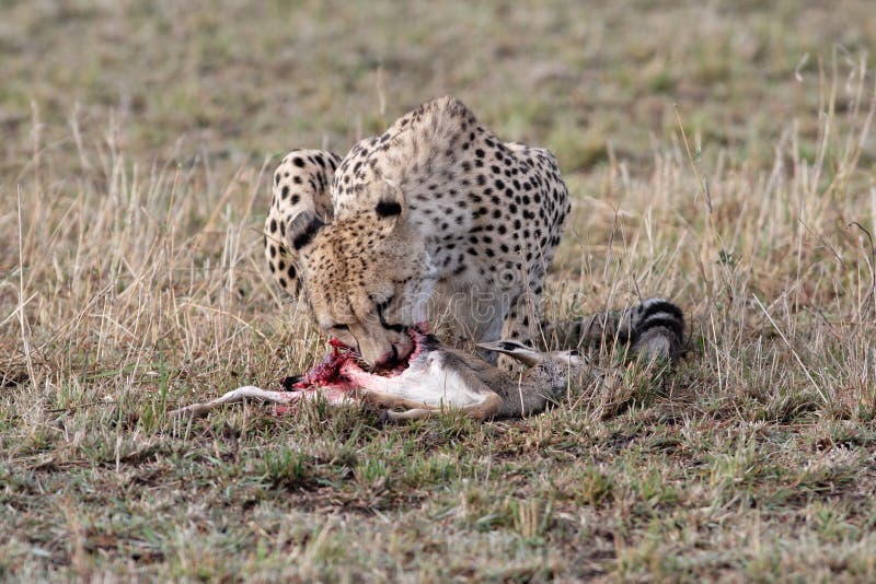 Cheetah eating fresh kill