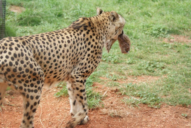Cheetah Eating stock photo. Image of wildlfe, wild, black - 133744116