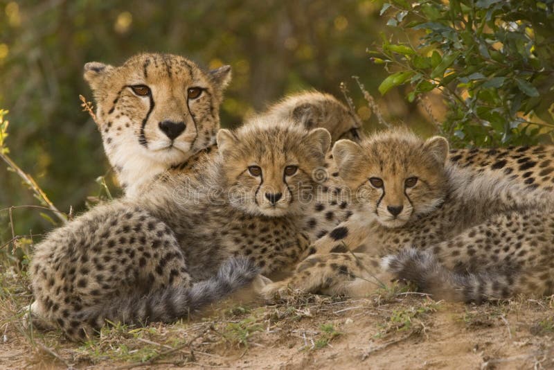 Famiglia Cheetah sdraiato closly visti insieme, sotto l'occhio vigile della mamma.