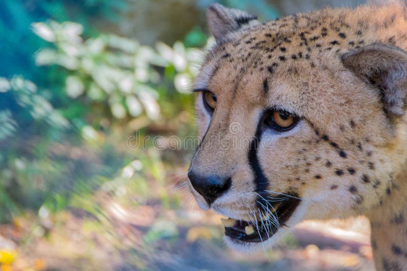 Cheetah, the Fastest Animal in the World Stock Photo - Image of portrait, cheetah: 157612314 Cheetah, the Fastest Animal in the World Stock Photo - Image of portrait, cheetah: 157612314