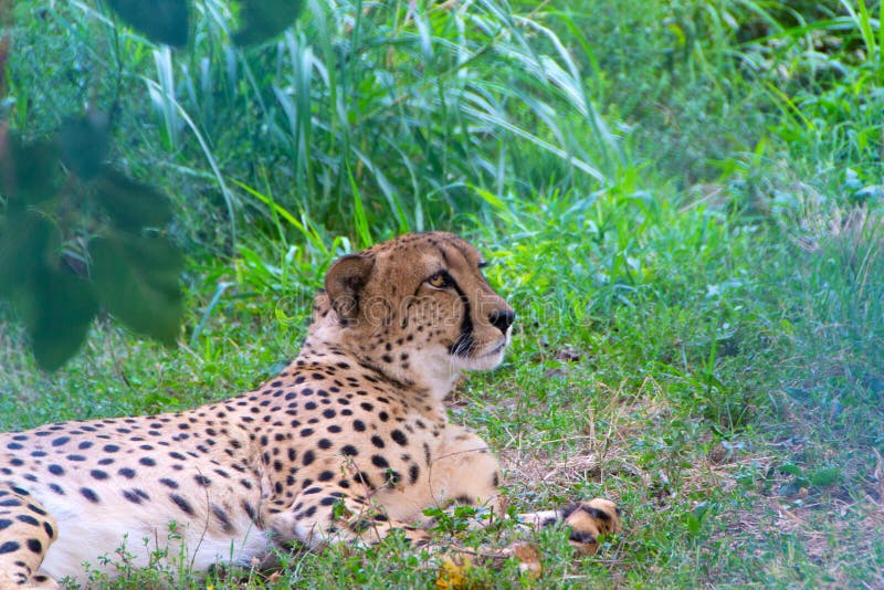 Cheetah, the Fastest Animal in the World Stock Photo - Image of fast, face: 157612582 Cheetah, the Fastest Animal in the World Stock Photo - Image of fast, face: 157612582