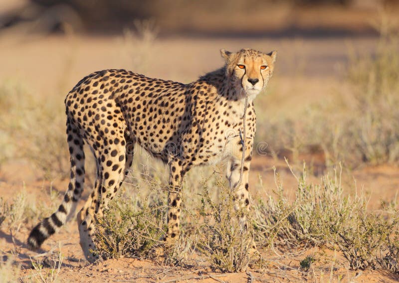 Cheetah fastest cat on earth