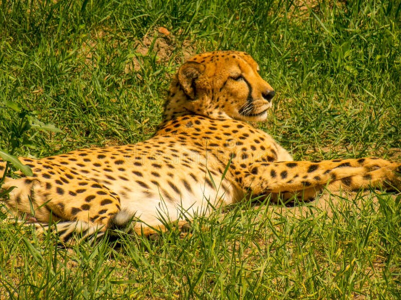 Cheetah is the Fastest Land Animal. Stock Image - Image of regular, lifestyle: 230741745 Cheetah is the Fastest Land Animal. Stock Image - Image of regular, lifestyle: 230741745