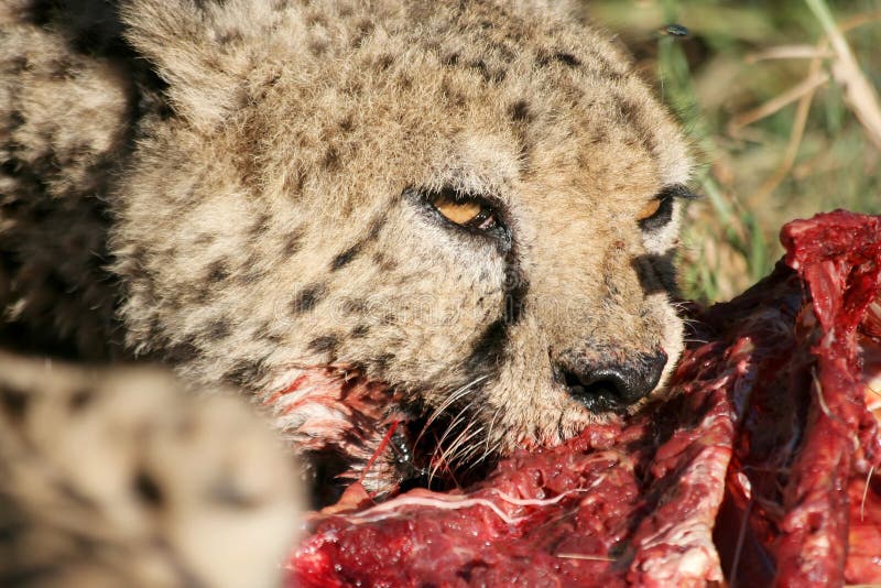 Cheetah feeding