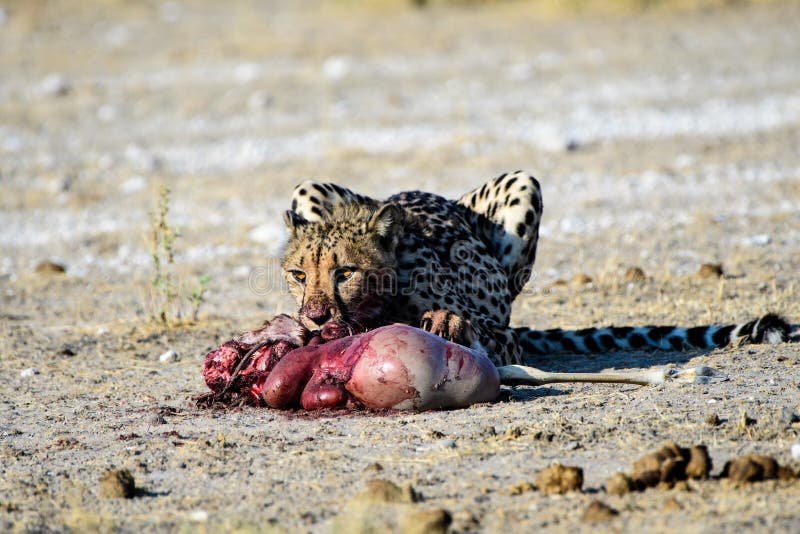 Cheetah with a fresh kill