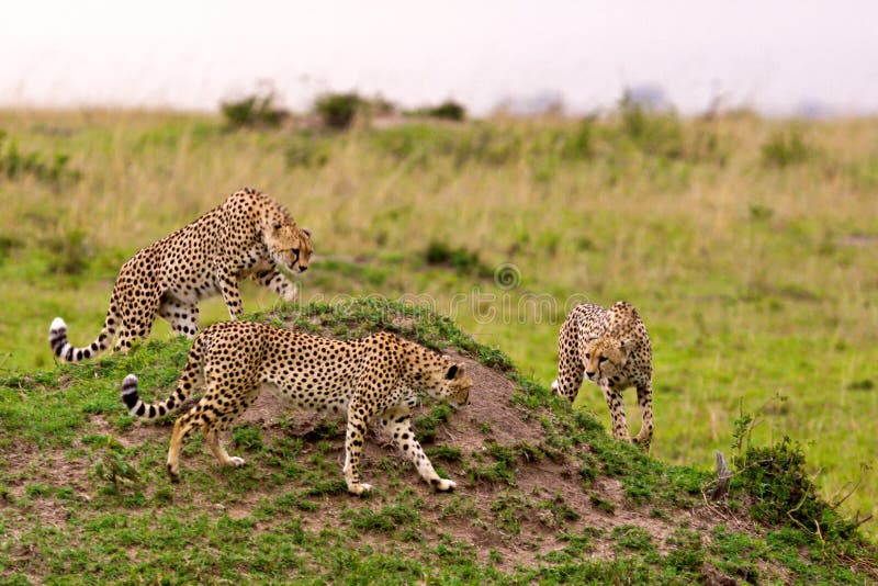 Cheetah stock image