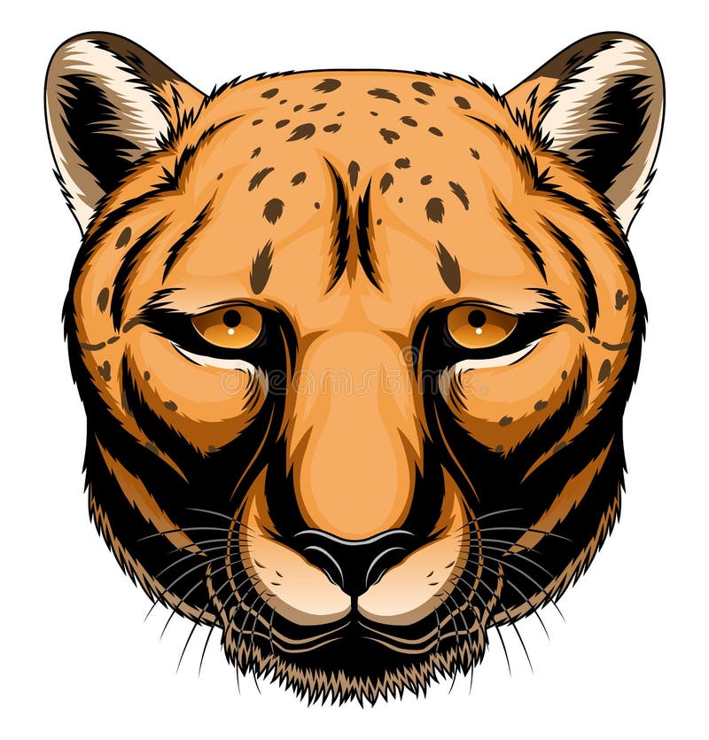 Cheetah head stock vector. Illustration of speedy, wildcat - 95296135