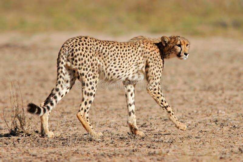 Stalking cheetah (Acinonyx jubatis), Kalahari, South Africa. Stalking cheetah (Acinonyx jubatis), Kalahari, South Africa