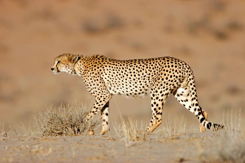 Cheetah, Kalahari desert, South Africa stock image