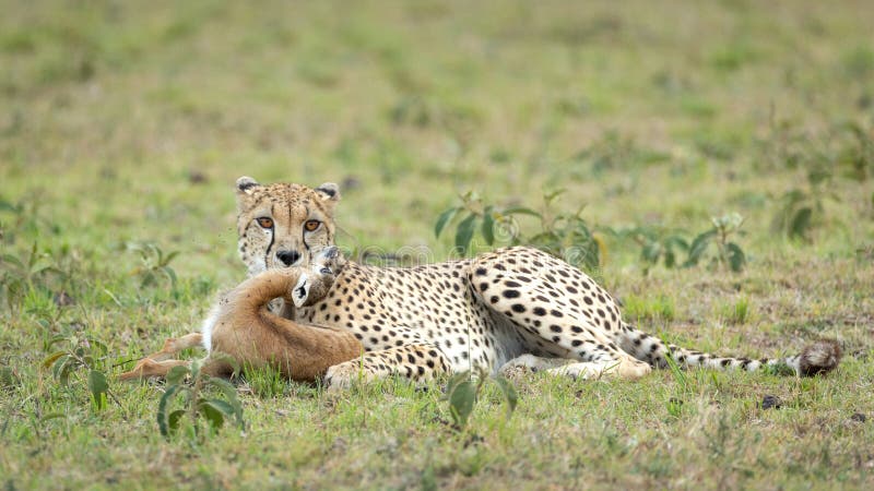 Cheetah kill baby Thompson`s Gazelle in Masai Mara Kenya