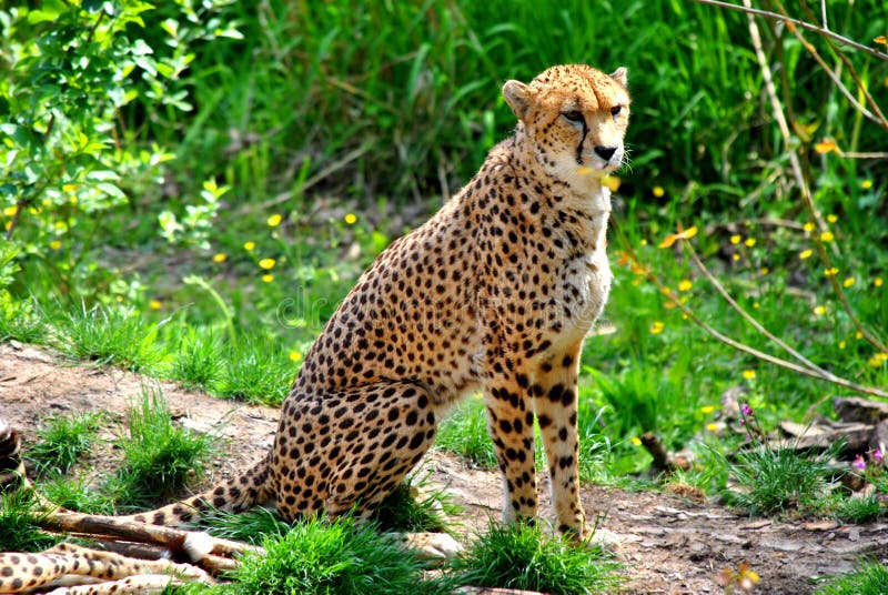 Cheetah stock image. Image of species, carnivore, endangered 67321769