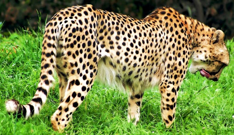 Cheetah Lick stock photo. Image of licking, speed, fastest - 116437060 Cheetah Lick stock photo. Image of licking, speed, fastest - 116437060