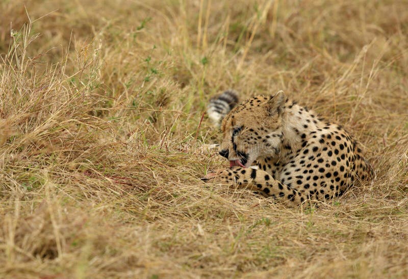 Cheetah licking its paws after eating a kill, Masai Mara