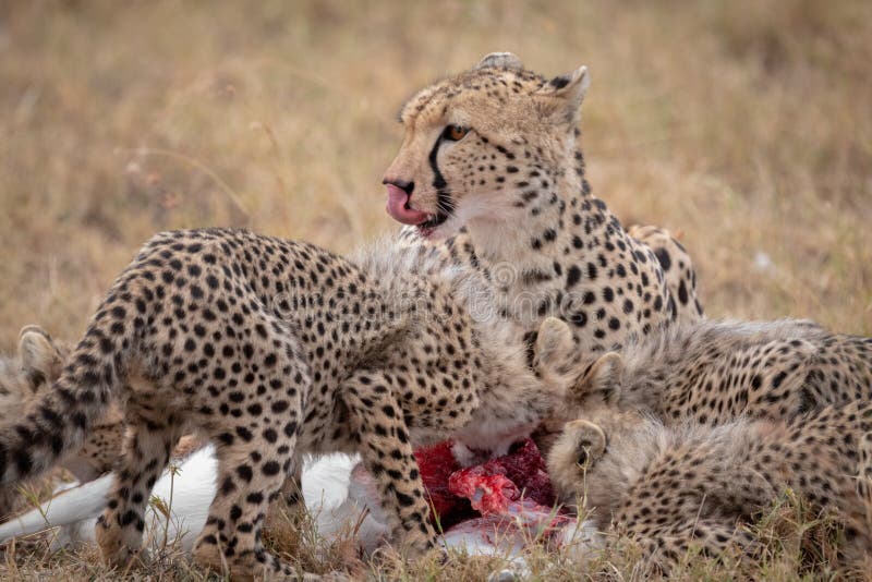 Cheetah licks lips as cubs eat kill