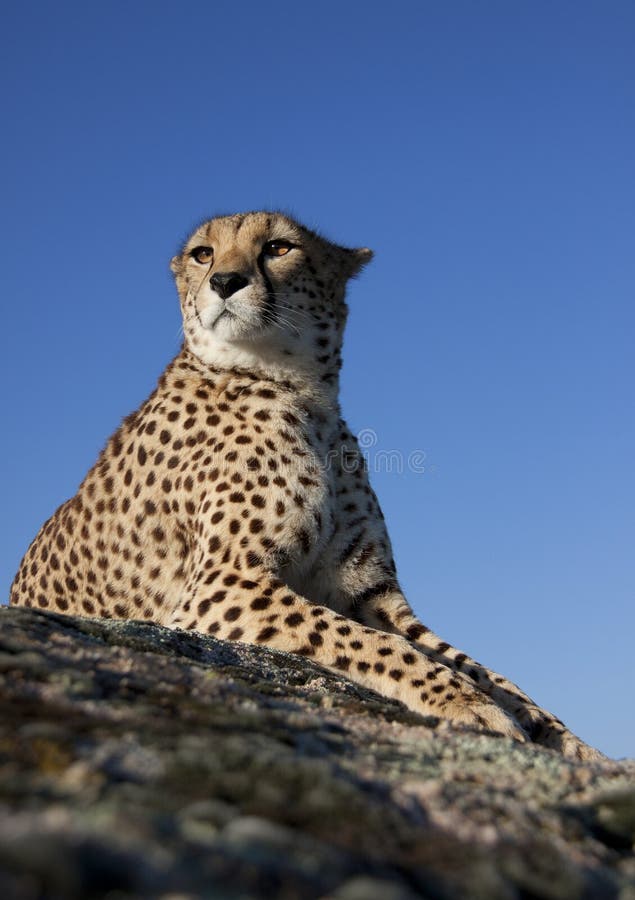 Cheetah lieing on a rock stock photo. Image of cheetah 16144640
