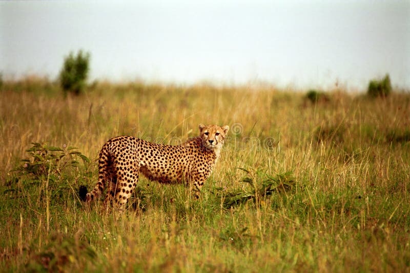 Cheetah, Maasai Mara Game Reserve, Kenya royalty free stock image Cheetah, Maasai Mara Game Reserve, Kenya royalty free stock image