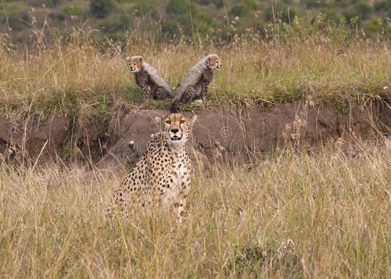 Cheetah mother, Acinonyx jubatus, with her cubs in the Maasai Mara National Reserve in Kenya. stock images Cheetah mother, Acinonyx jubatus, with her cubs in the Maasai Mara National Reserve in Kenya. stock images