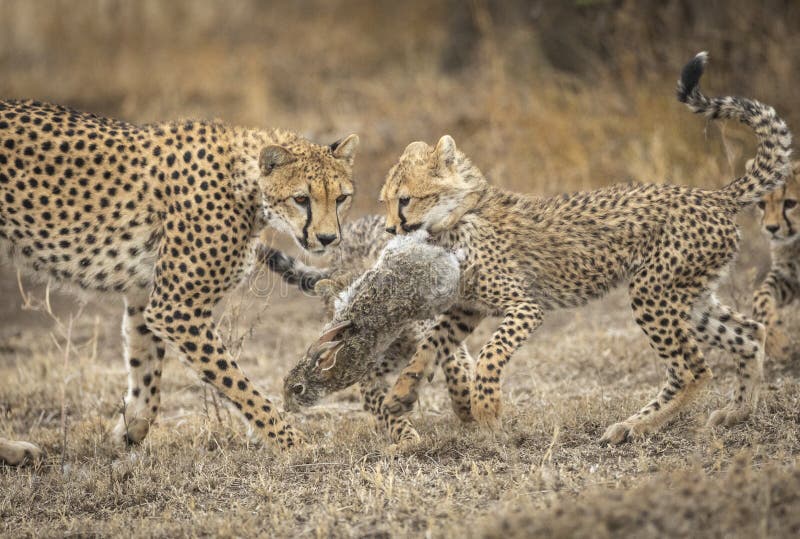 Cheetah mother teaching her cubs how to hunt as they play with a rabbit in Ndutu Tanzania