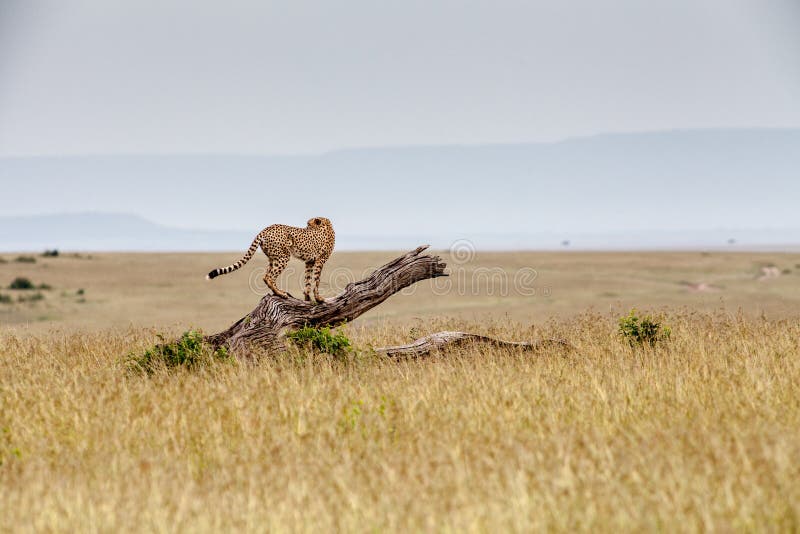 Cheetah pe un copac căzut royalty free stock images